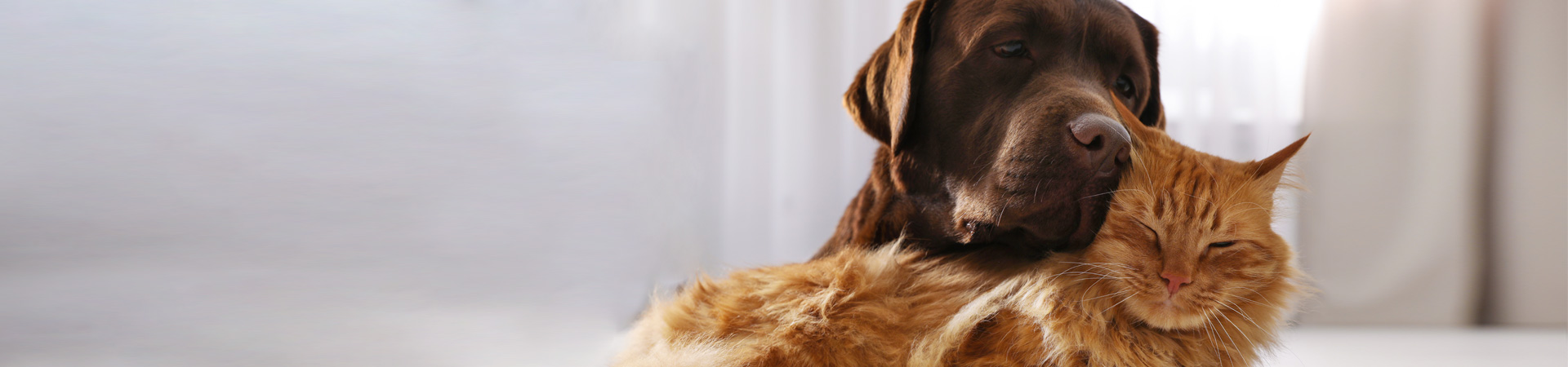 J&b At Home Rotatorbanner 10% Off Petcoupon 2